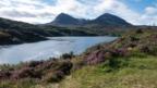 Heather, loch and mountains - Assynt